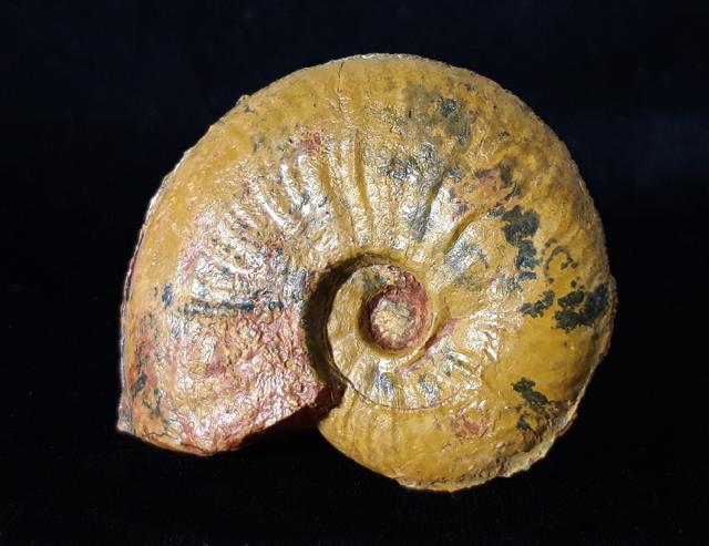 Vacekia stephensi BUCKMAN 1899 - Bild © FossNet FossilienStore